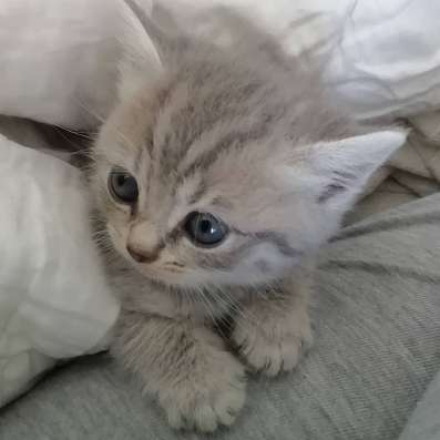 Британские котята