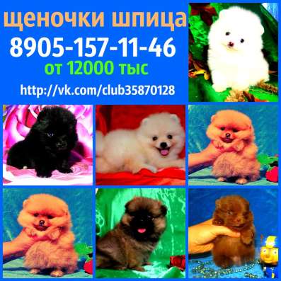 Классные щеночки померанцы