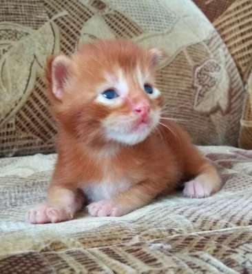 Котята Мейн Кун из питомника в Тольятти фото 8