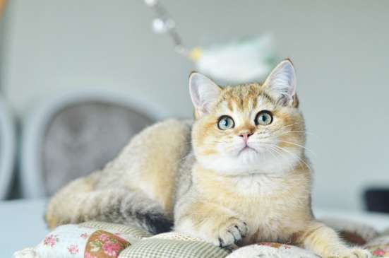 Золотые британские котята фото 4