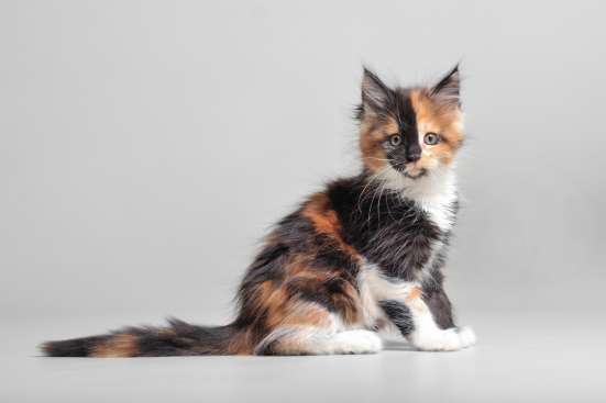 Продажа котят мейн кун фото 6