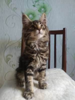 Котенок Мейн Кун