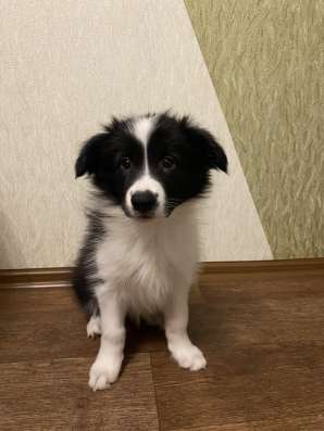 Щенок бордер-колли в Рязани