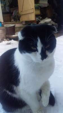 Отдам бесплатно котика
