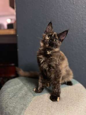 Maine Coon kittens. Home nursery фото 8