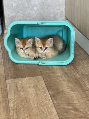 Шотландские котята в Москве фото 5