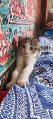 Котята в добрые руки в Рязани фото 3