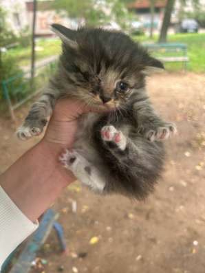 Котята в Щербинке