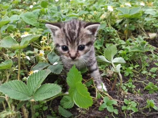 Котята ищут дом и любящих хозяев фото 8