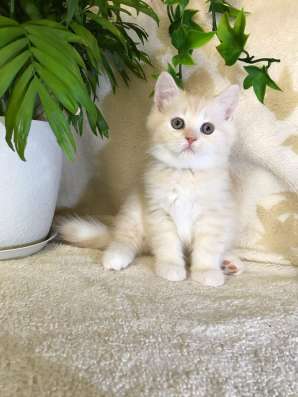 Клубный шотландский котёнок в Ставрополе фото 6