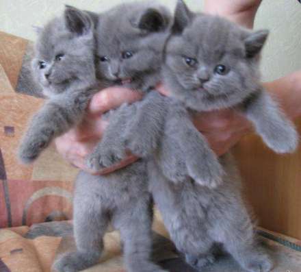 Британские котята