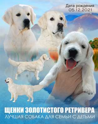 Щенки золотистого ретривера - резерв