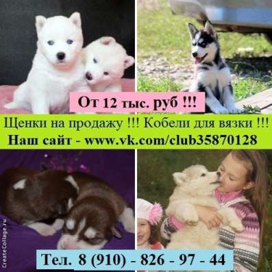 Щеночки хаски и кобели хаски для вязки в Рыбинске