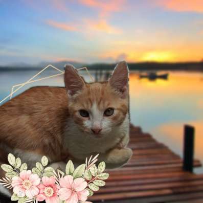 Котята от домашней крысоловки