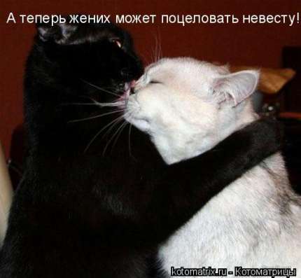 Подарю бесплатно кота