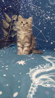 Шотландские котята в Темрюке фото 5