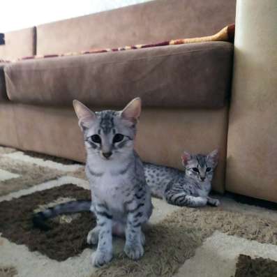 Котята Египетские Мау фото 7