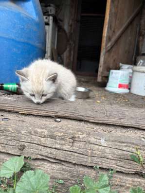 Отдам котят