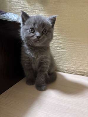 Британский вислоухий котенок