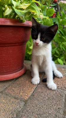 КОТЯТА В ДОБРЫЕ РУКИ в Майкопе фото 4