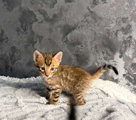 Бенгальские котята в Омске фото 5