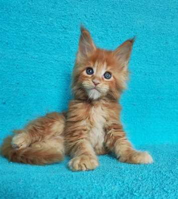 Котики мей-кун из питомника в Владимире фото 9
