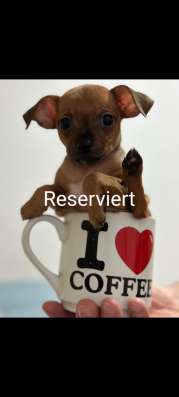 Zwergpinscher мини (до 2.5 кг) фото 16