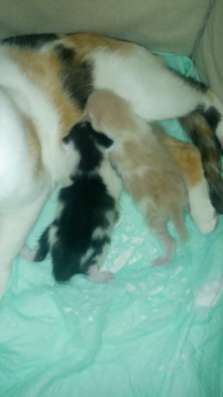 Котята ищут семью в Хабаровске