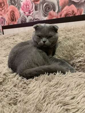 Прозам шотландских котят в Иванове фото 3