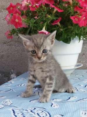 Отдам котят в добрые руки фото 6
