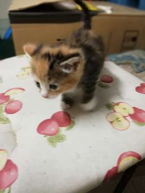 Малышка Тигра 1,5 мес