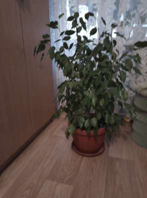 Продам фикус