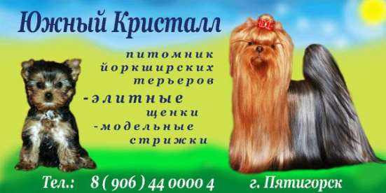 Щенки йоркширского терьера в Пятигорске фото 4