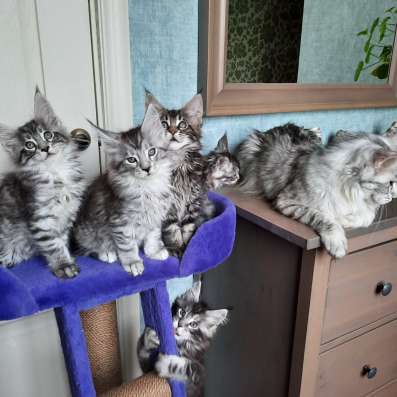 Котята Мейн Кун с родословной фото 3