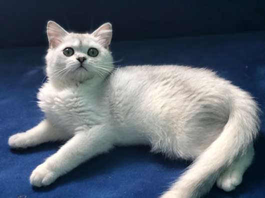 Котик продажа в Ростове-на-Дону фото 3