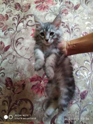 Котята Мейн Кун фото 5
