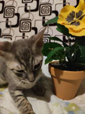 Корниш -рекс котят