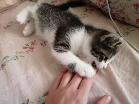 Котята в добрые руки в Нижнем Новгороде фото 6