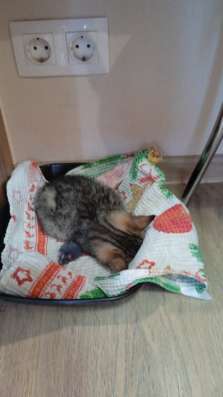 Котенок девочка в Лосино-Петровском