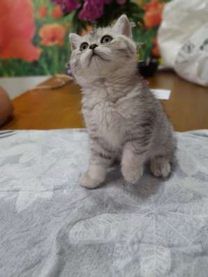 Шотландская кошечка