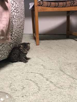Британские котята в Красноярске фото 9