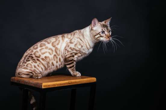 Bengal snow beautiful cat фото 5