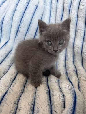 Британский котёнок в Новосибирске