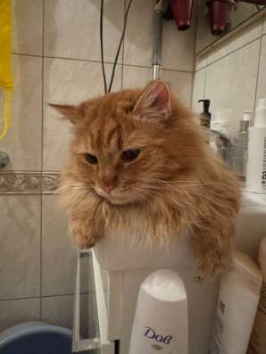 Ищем новый дом в Кудрово фото 3