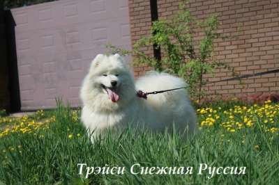Самоед щенки в Новом Уренгое фото 5