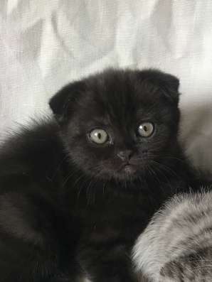 Котенок