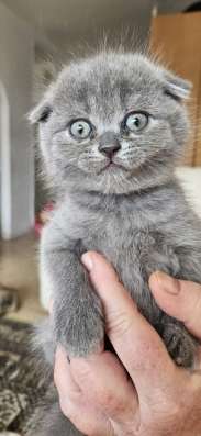 Шотландские котята фото 8