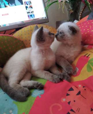 Scottish fold. male, Scottish strait female. Document фото 12