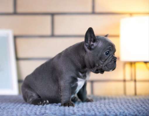 Super babes french bulldog