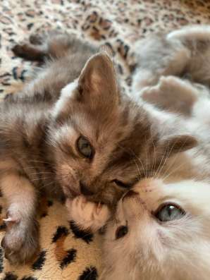Шотландские котята в Челябинске фото 3
